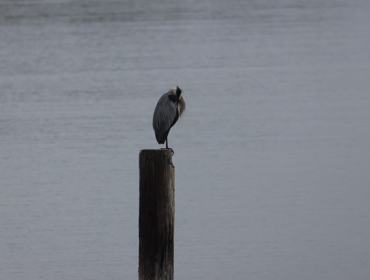 Great Blue Heron - ML624061885