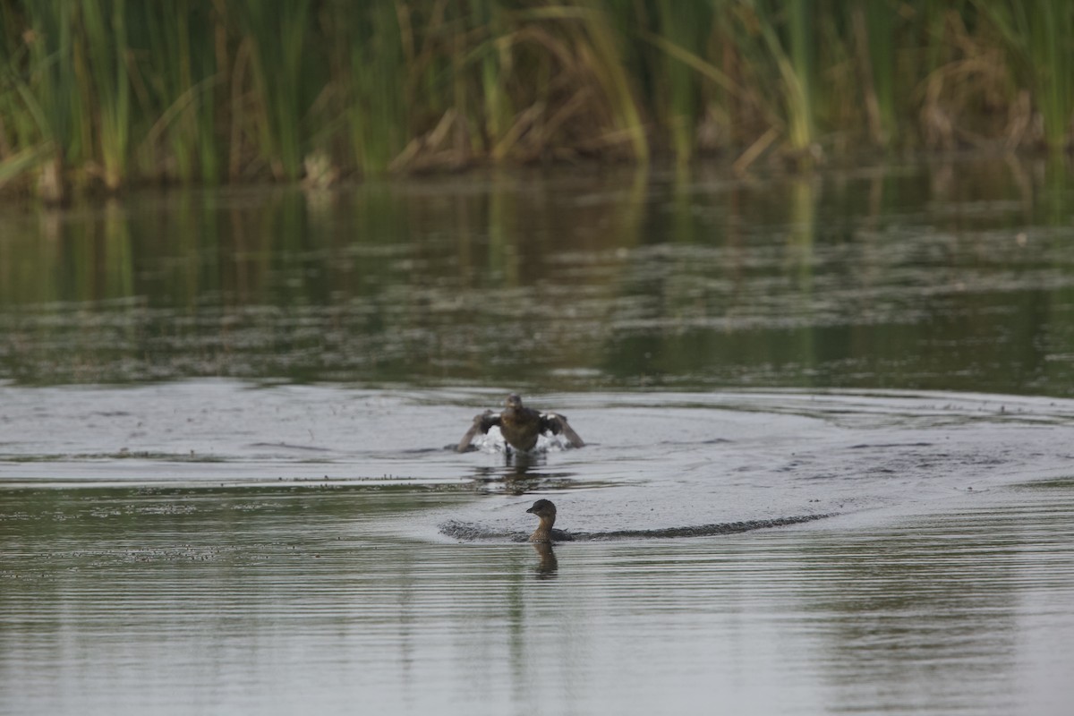 Pied-billed Grebe - ML624061900