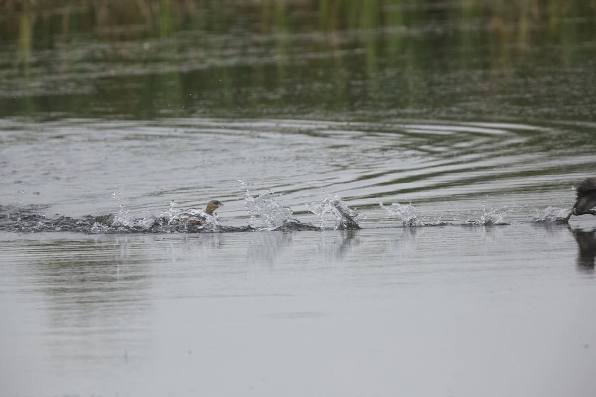 Pied-billed Grebe - Paul Miller