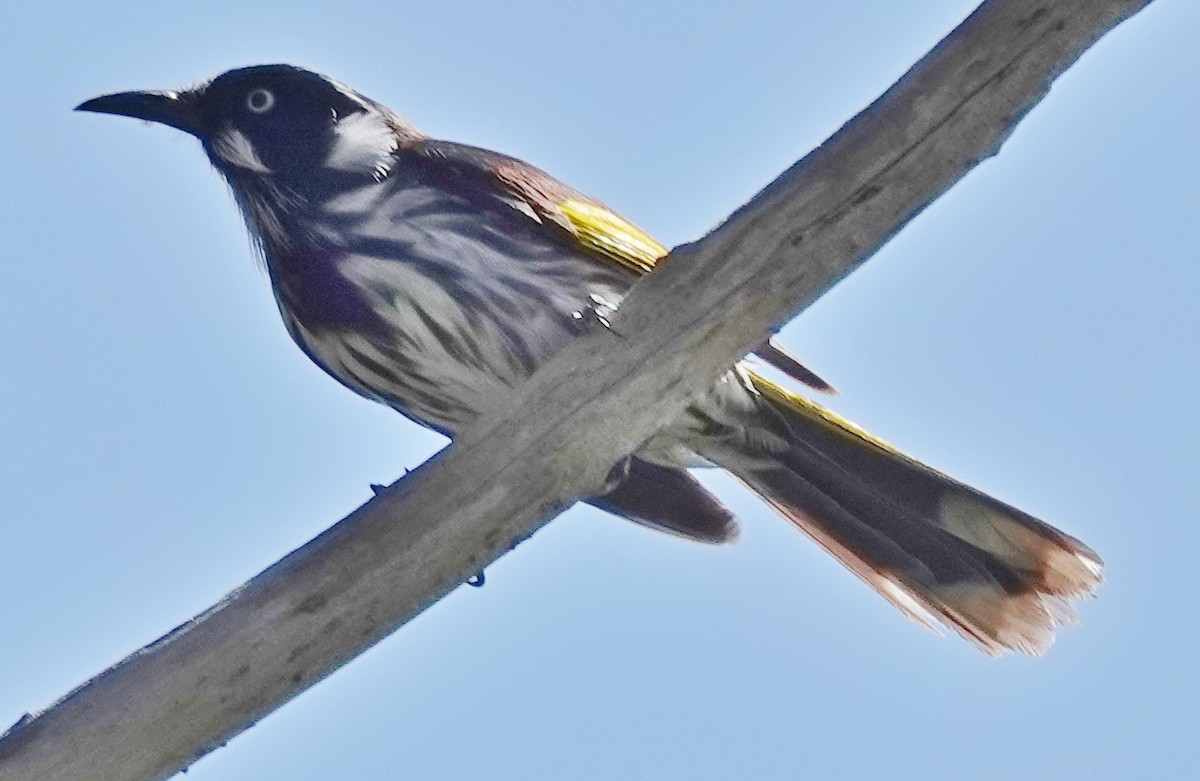 New Holland Honeyeater - ML624061910