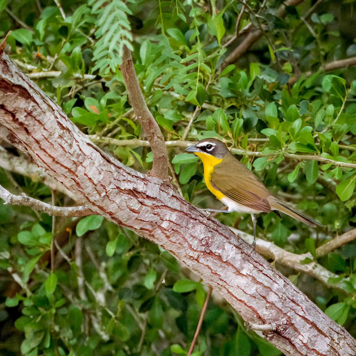 Yellow-breasted Chat - ML624061917