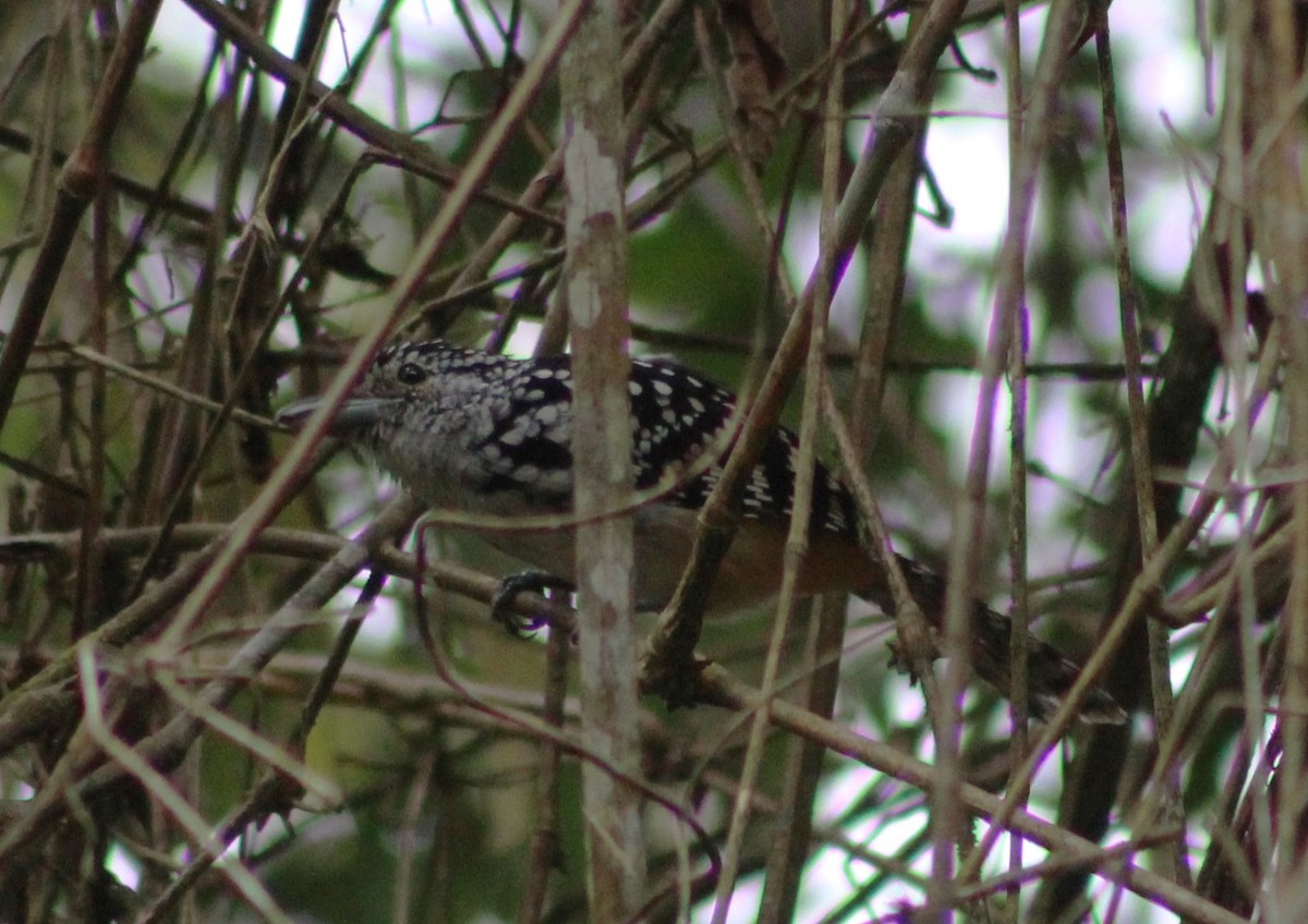 Spot-backed Antshrike - ML624061930