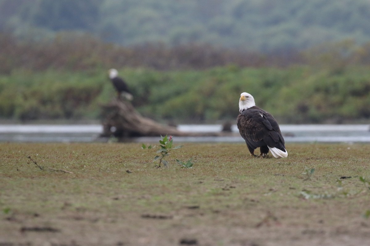 Bald Eagle - ML624061968