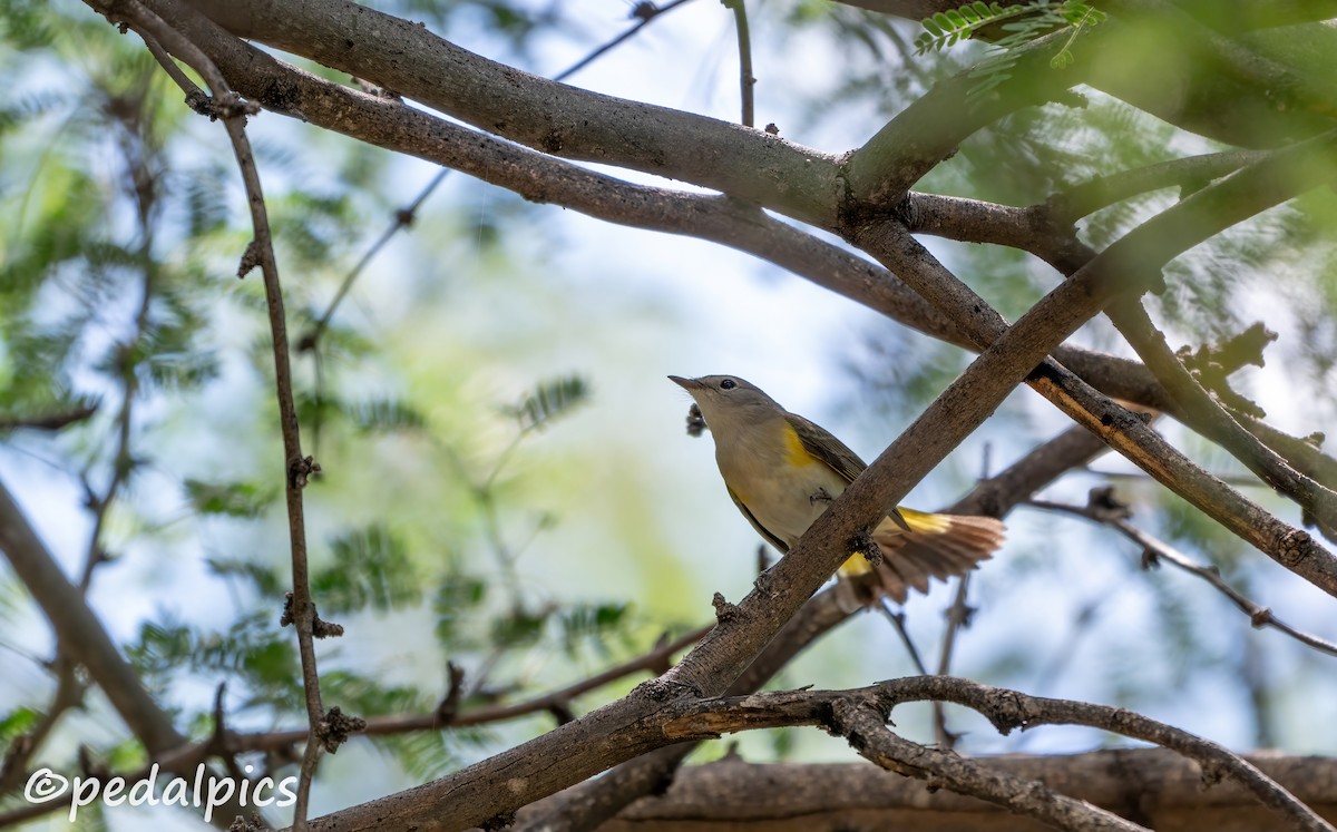 American Redstart - ML624061976