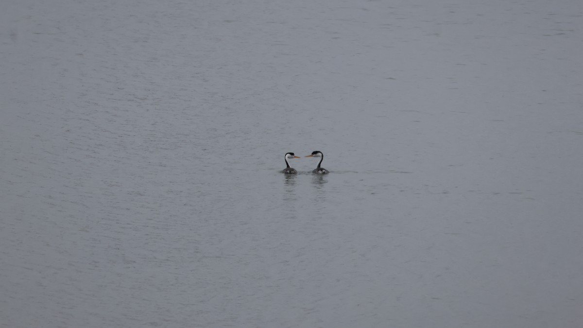 Clark's Grebe - ML624061984