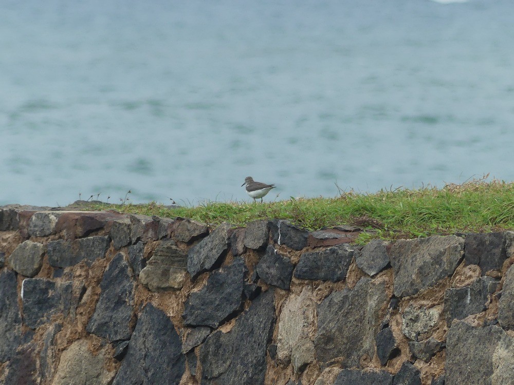 Common Sandpiper - ML624061987