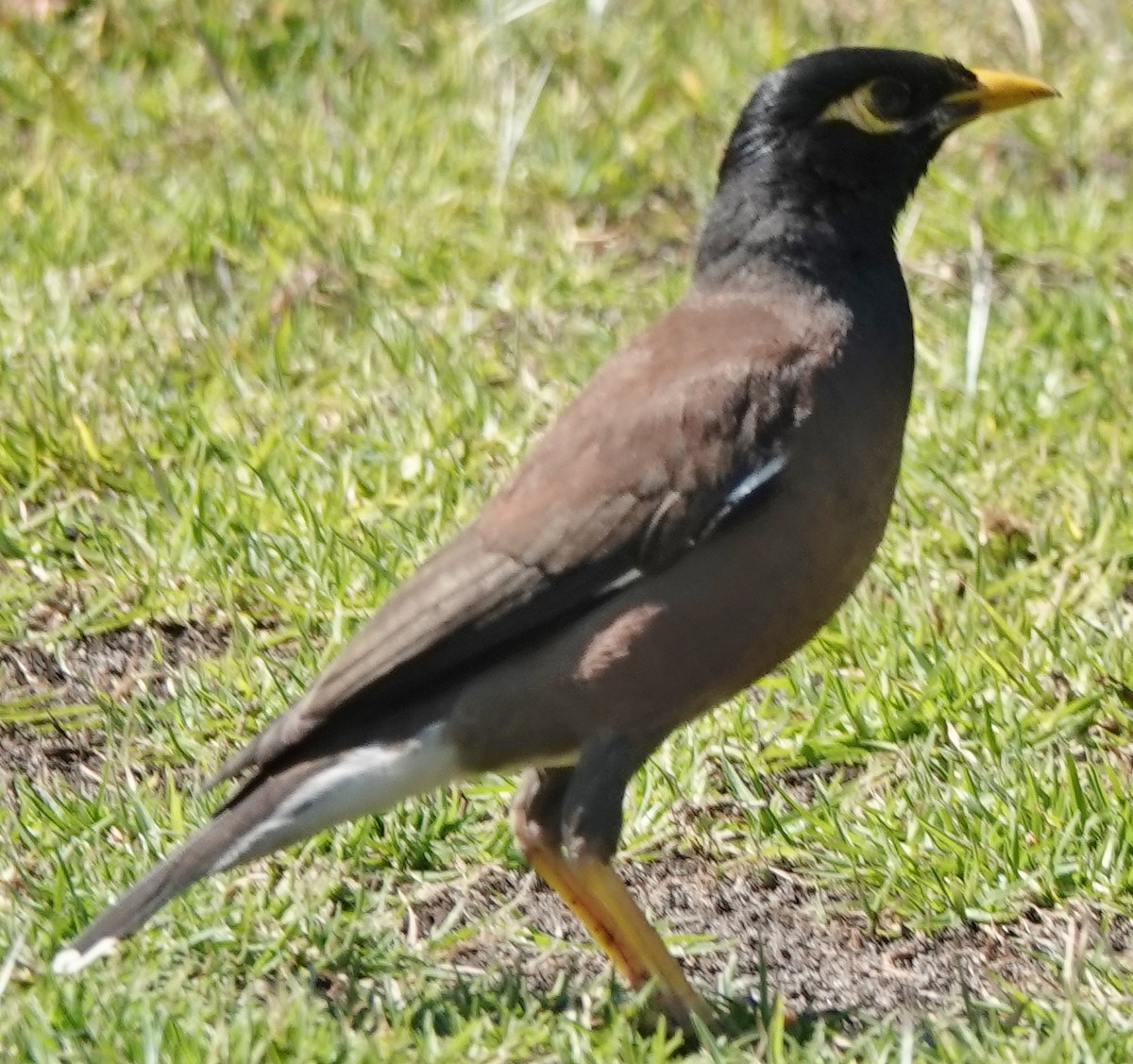 Common Myna - ML624061996