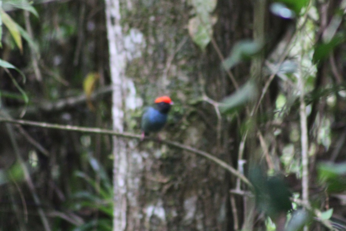 Swallow-tailed Manakin - ML624062009