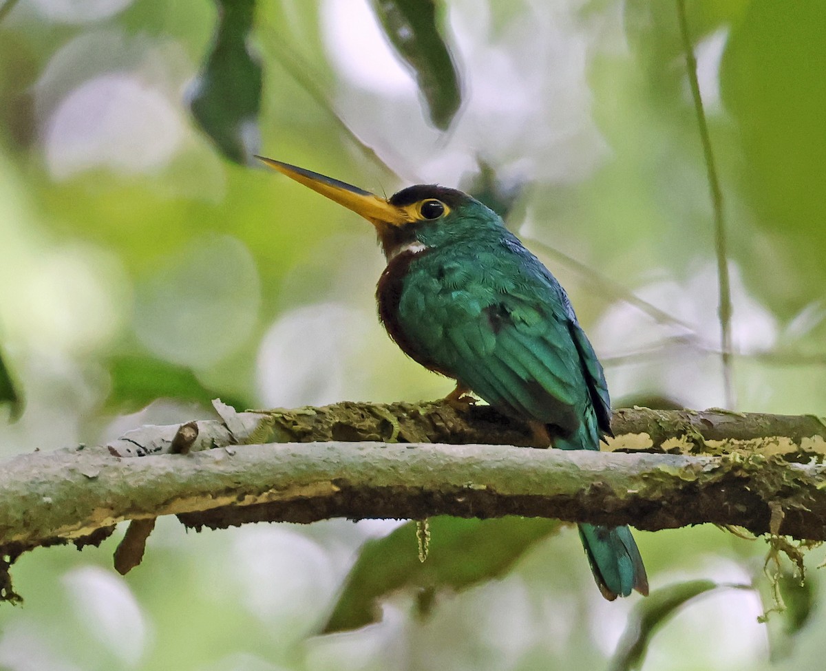 Yellow-billed Jacamar - ML624062019