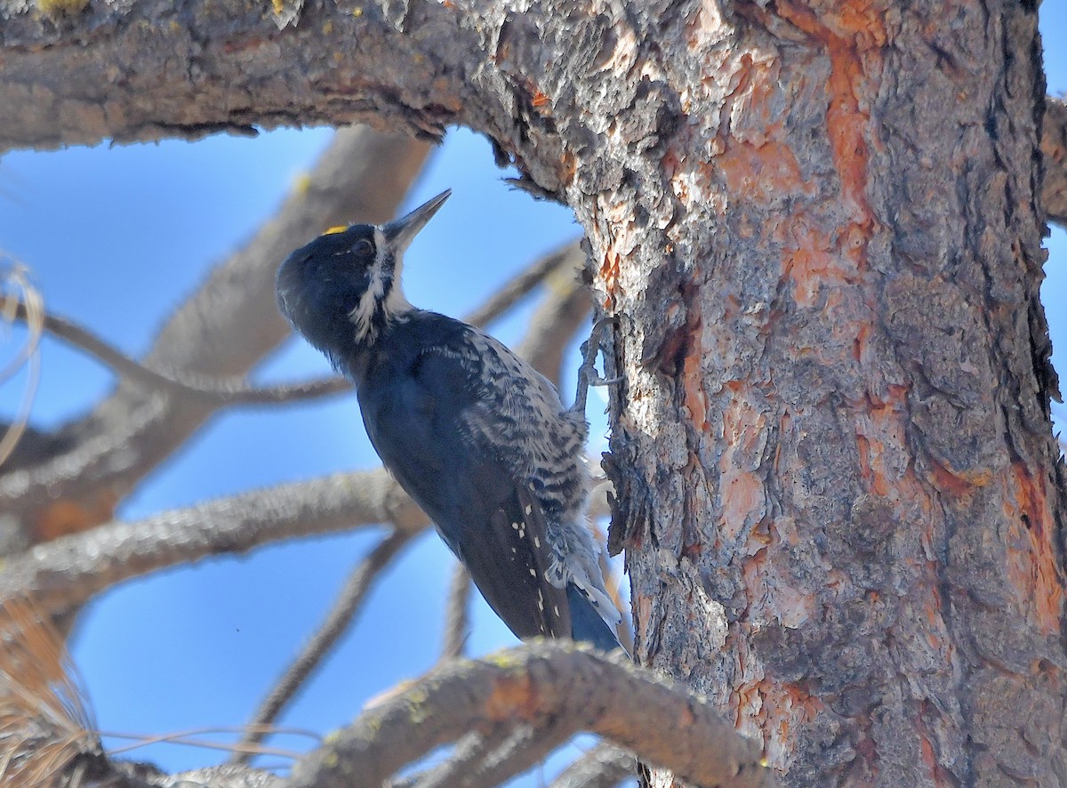 Black-backed Woodpecker - ML624062022