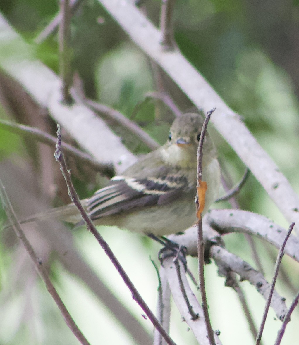 Western Flycatcher - ML624062028