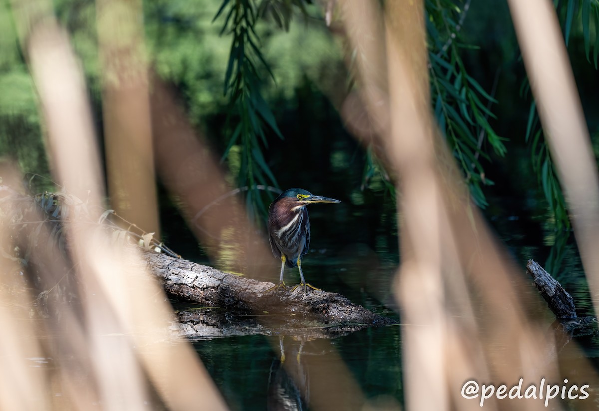 Green Heron - ML624062032