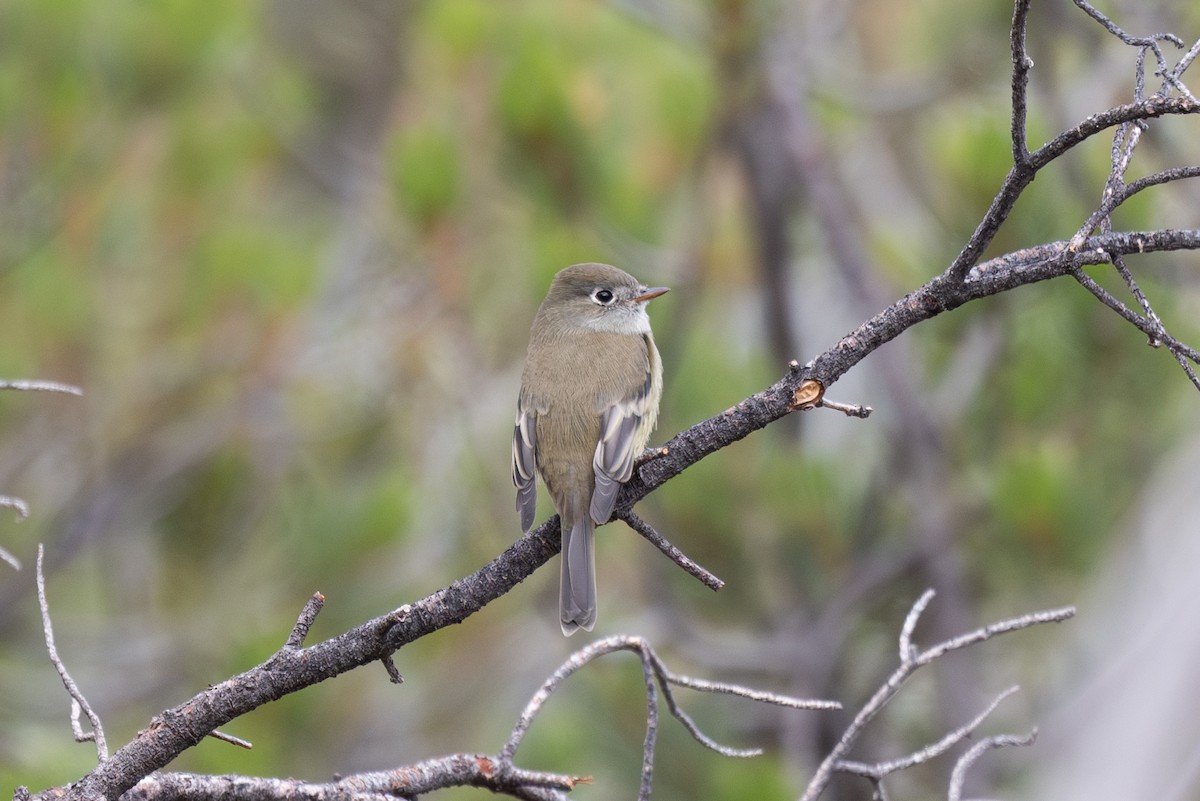 Hammond's Flycatcher - ML624062037