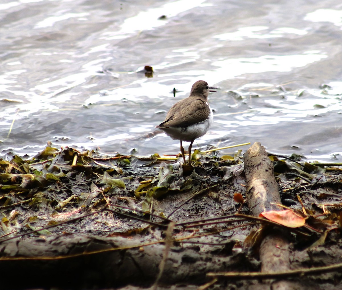 Spotted Sandpiper - ML624062038