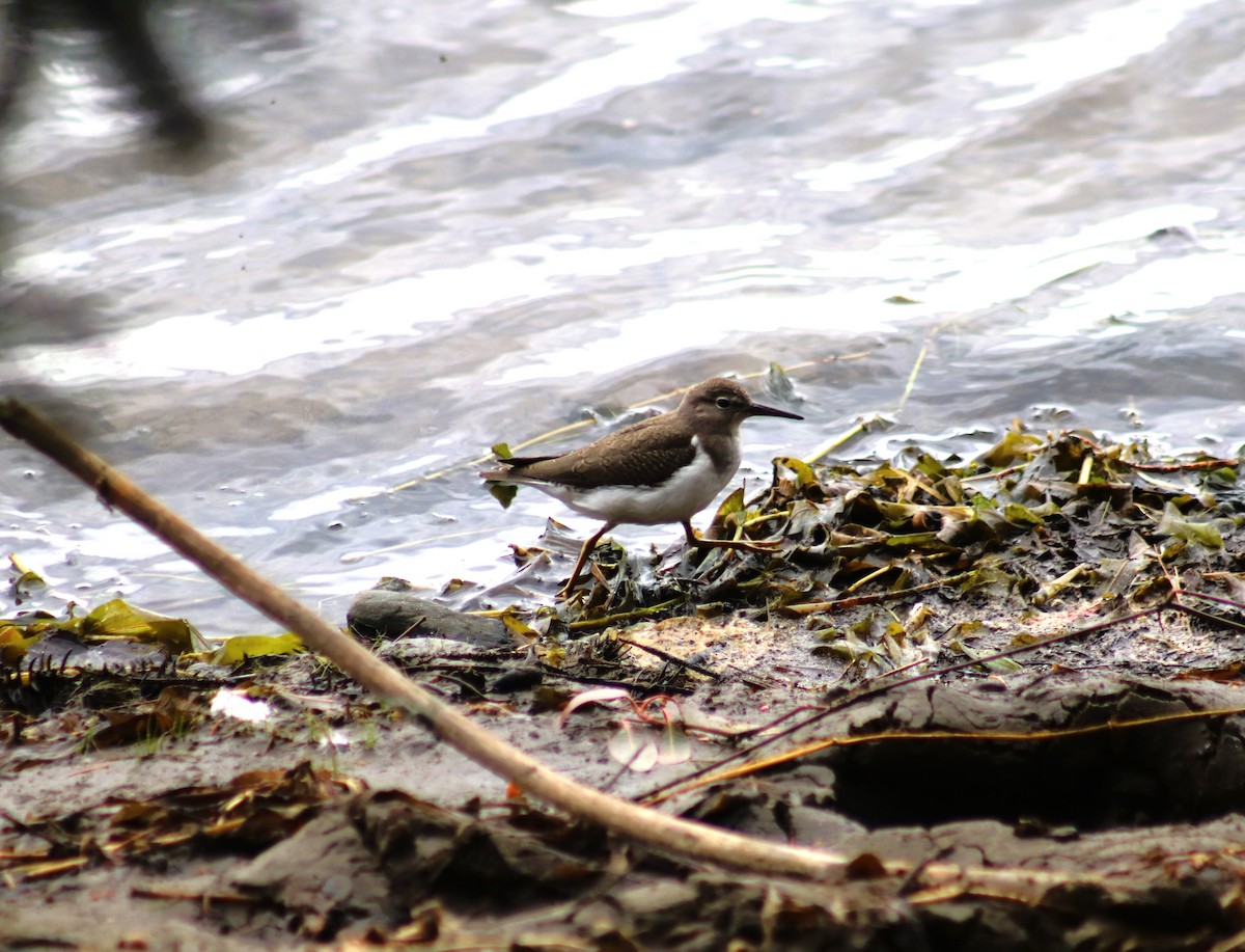 Spotted Sandpiper - ML624062039