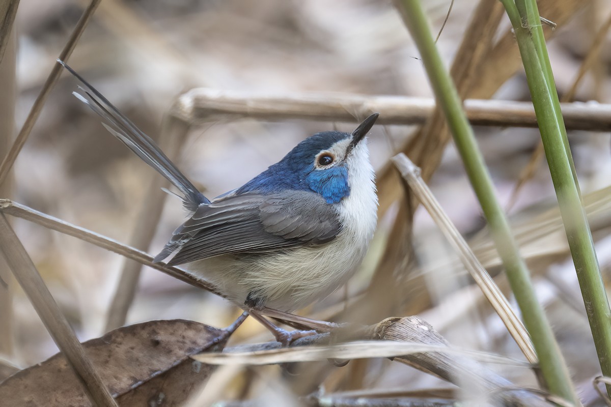 Lovely Fairywren - ML624062040