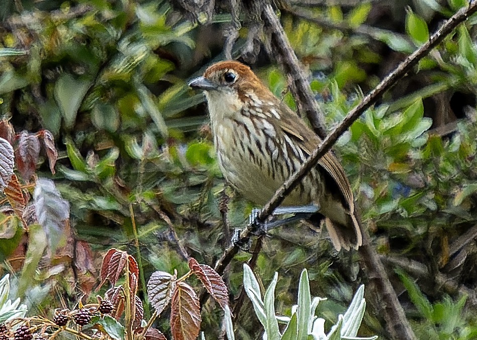 Chestnut-crowned Antpitta - ML624062059