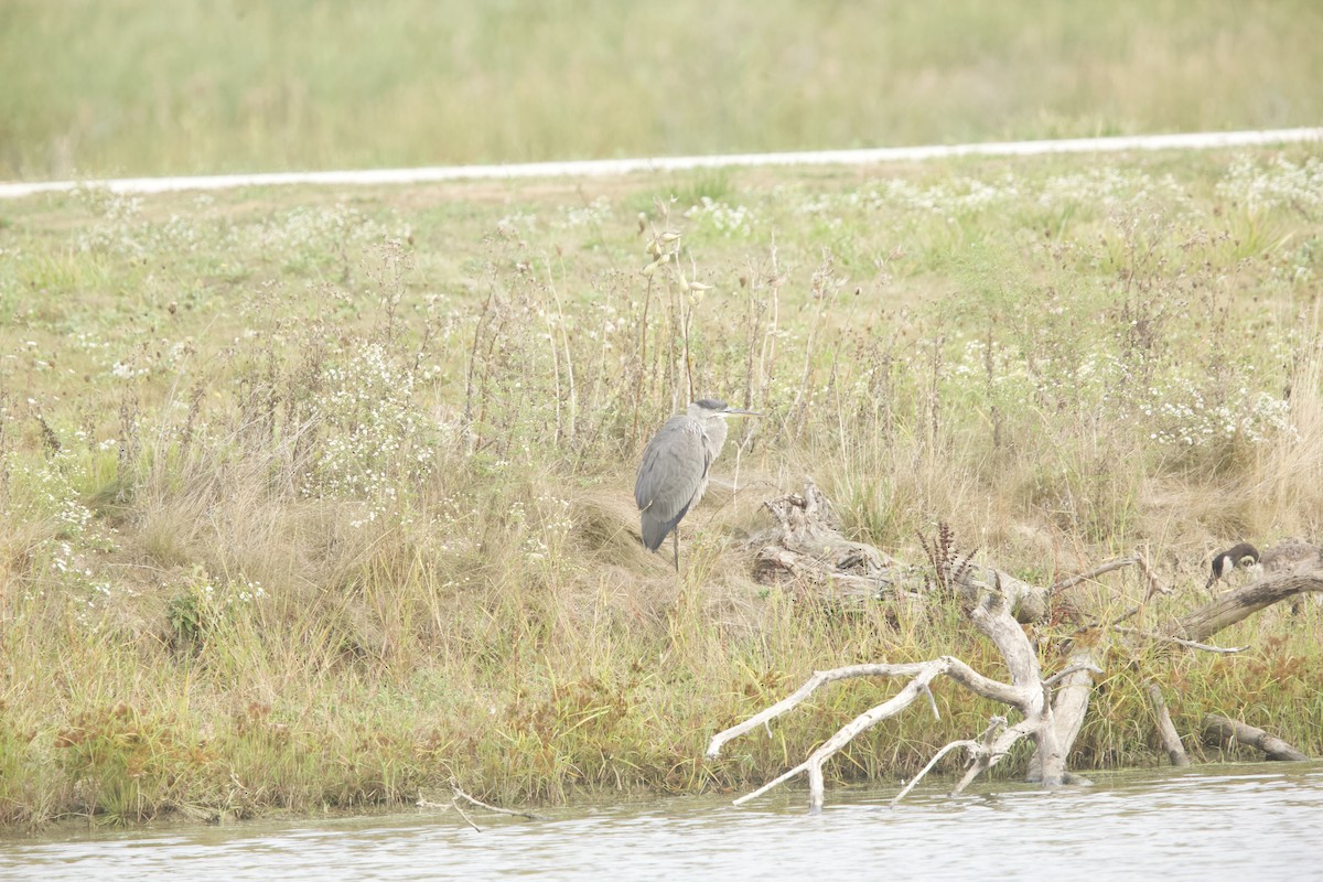 Great Blue Heron - ML624062066