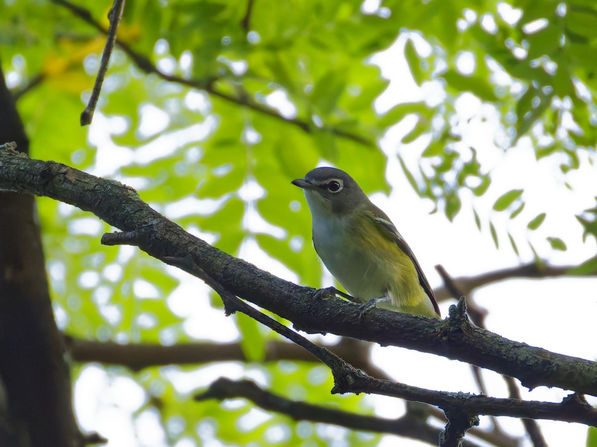 Blue-headed Vireo - ML624062073