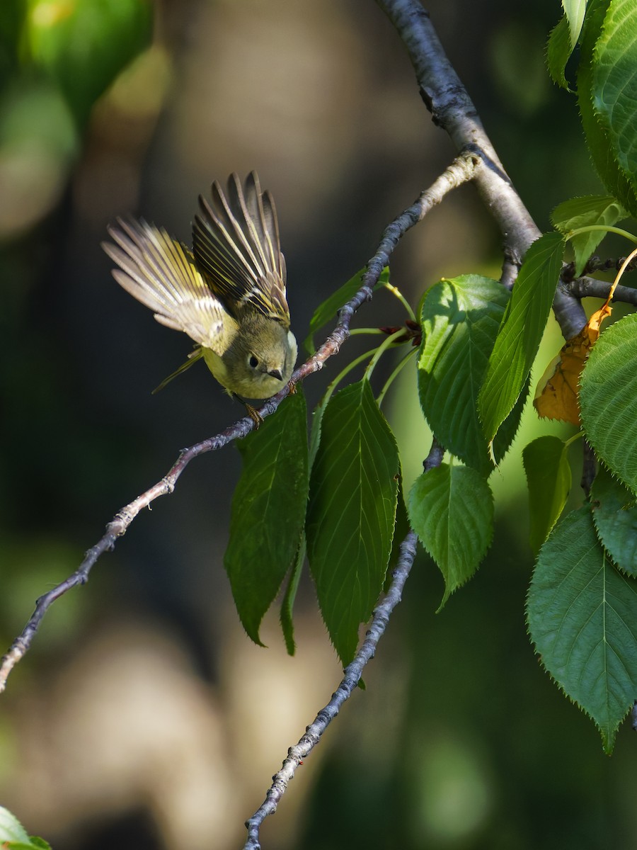 Ruby-crowned Kinglet - ML624062083