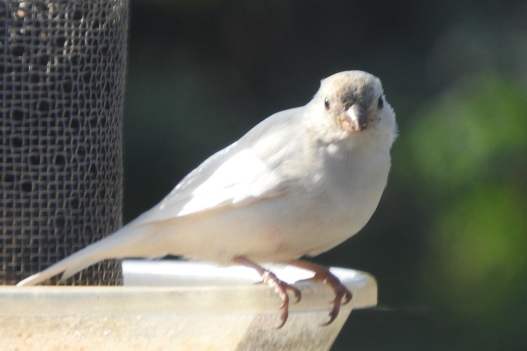 House Sparrow - ML624062088