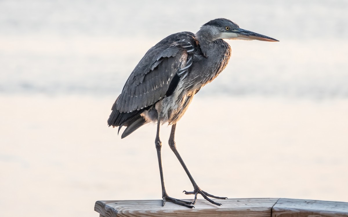 Great Blue Heron - ML624062099