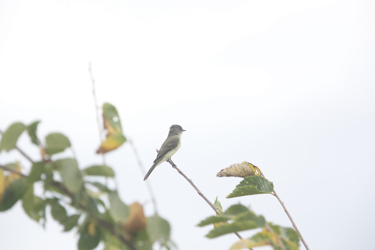 Eastern Phoebe - ML624062104