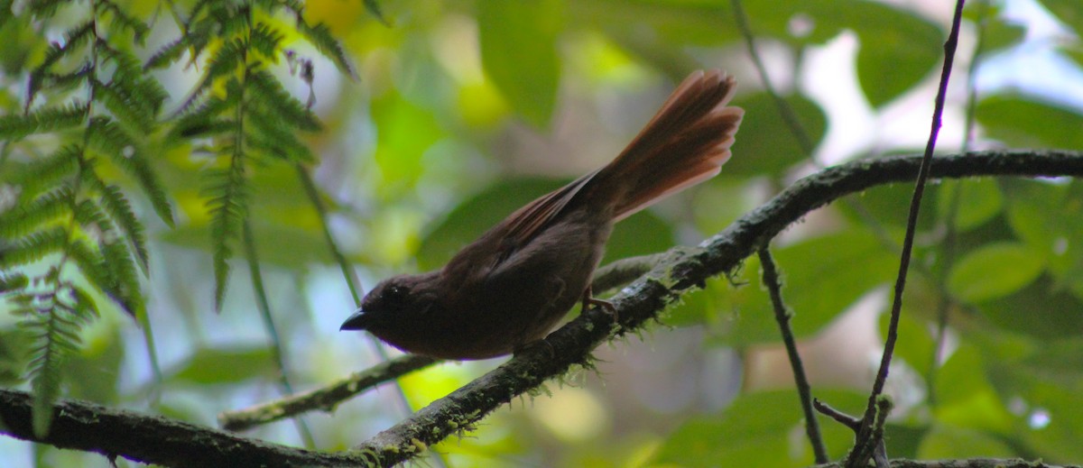 Red-crowned Ant-Tanager (Red) - ML624062119