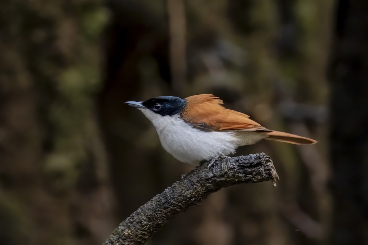 Shining Flycatcher - ML624062123