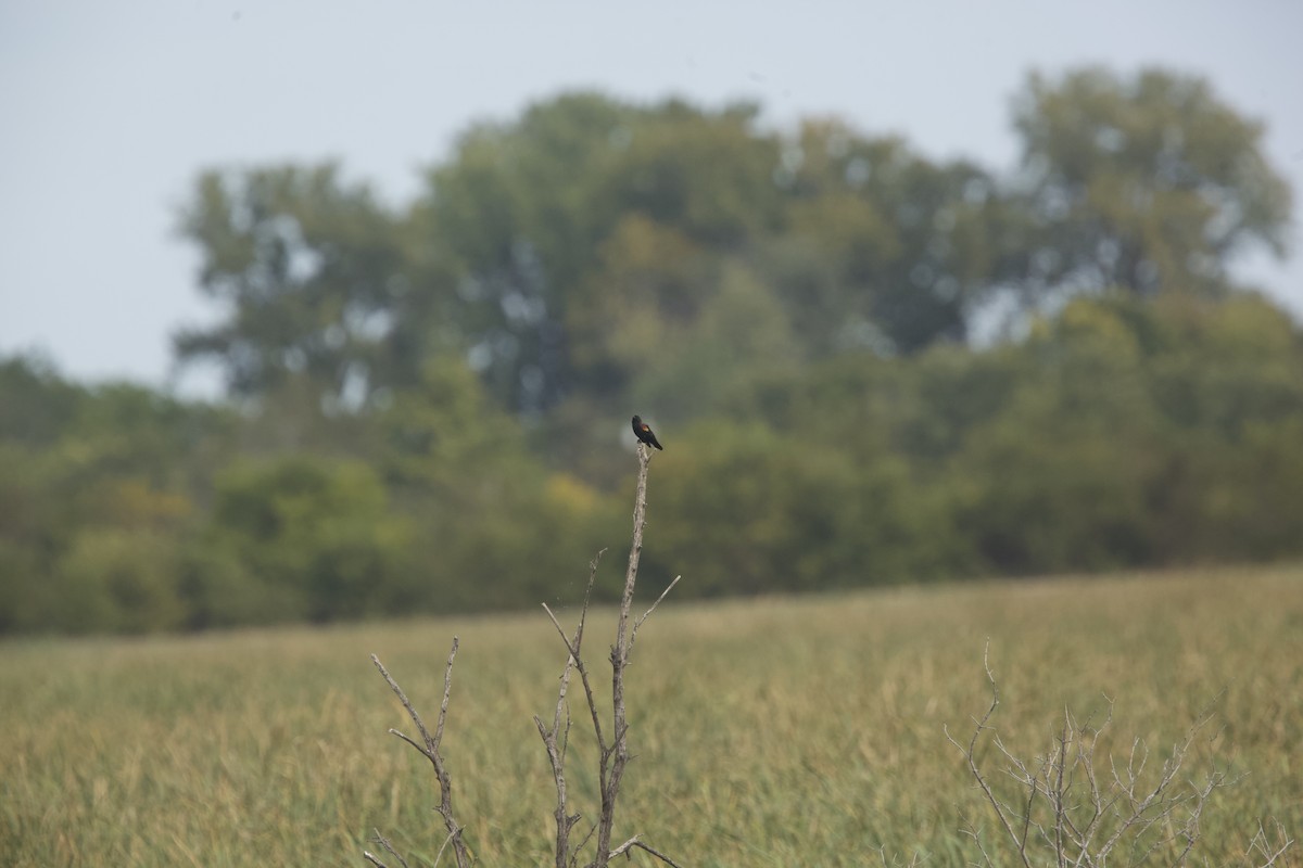 Red-winged Blackbird - ML624062130