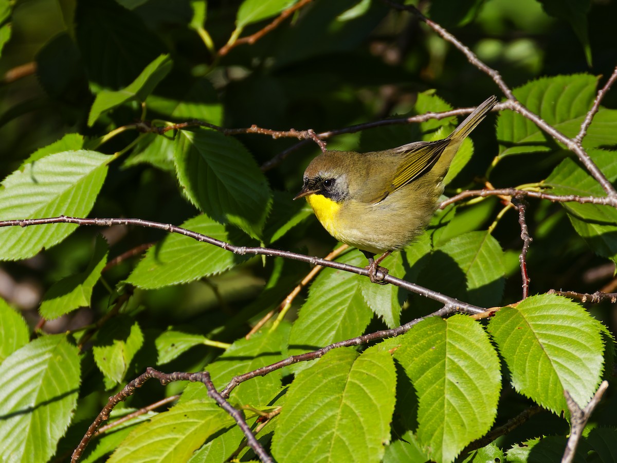 Common Yellowthroat - ML624062135