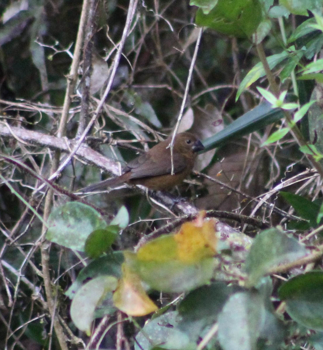 Chestnut-bellied Seed-Finch - ML624062144