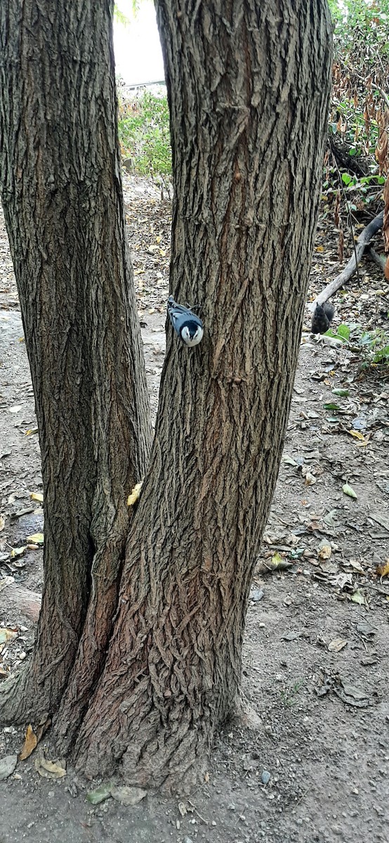 White-breasted Nuthatch - ML624062147