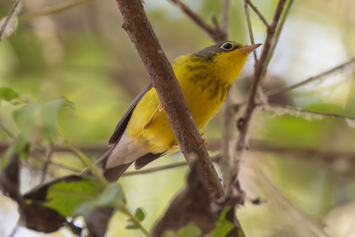 Canada Warbler - ML624062150