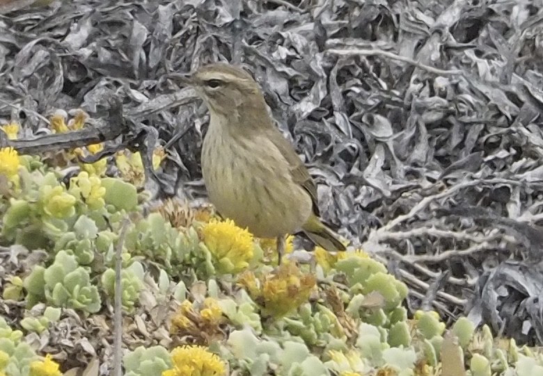 Palm Warbler - ML624062151