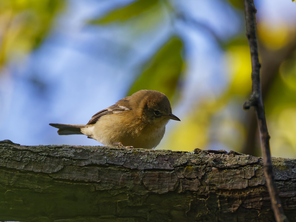 Pine Warbler - ML624062156