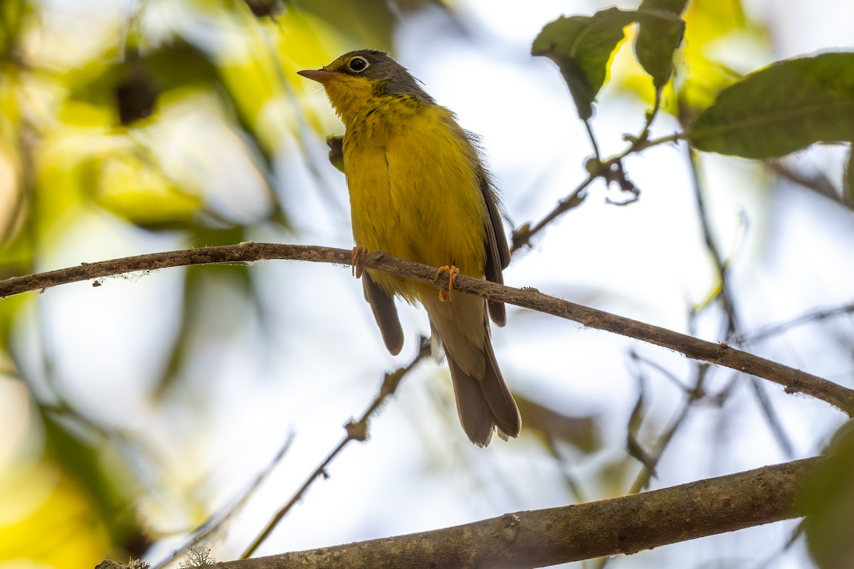 Canada Warbler - ML624062158