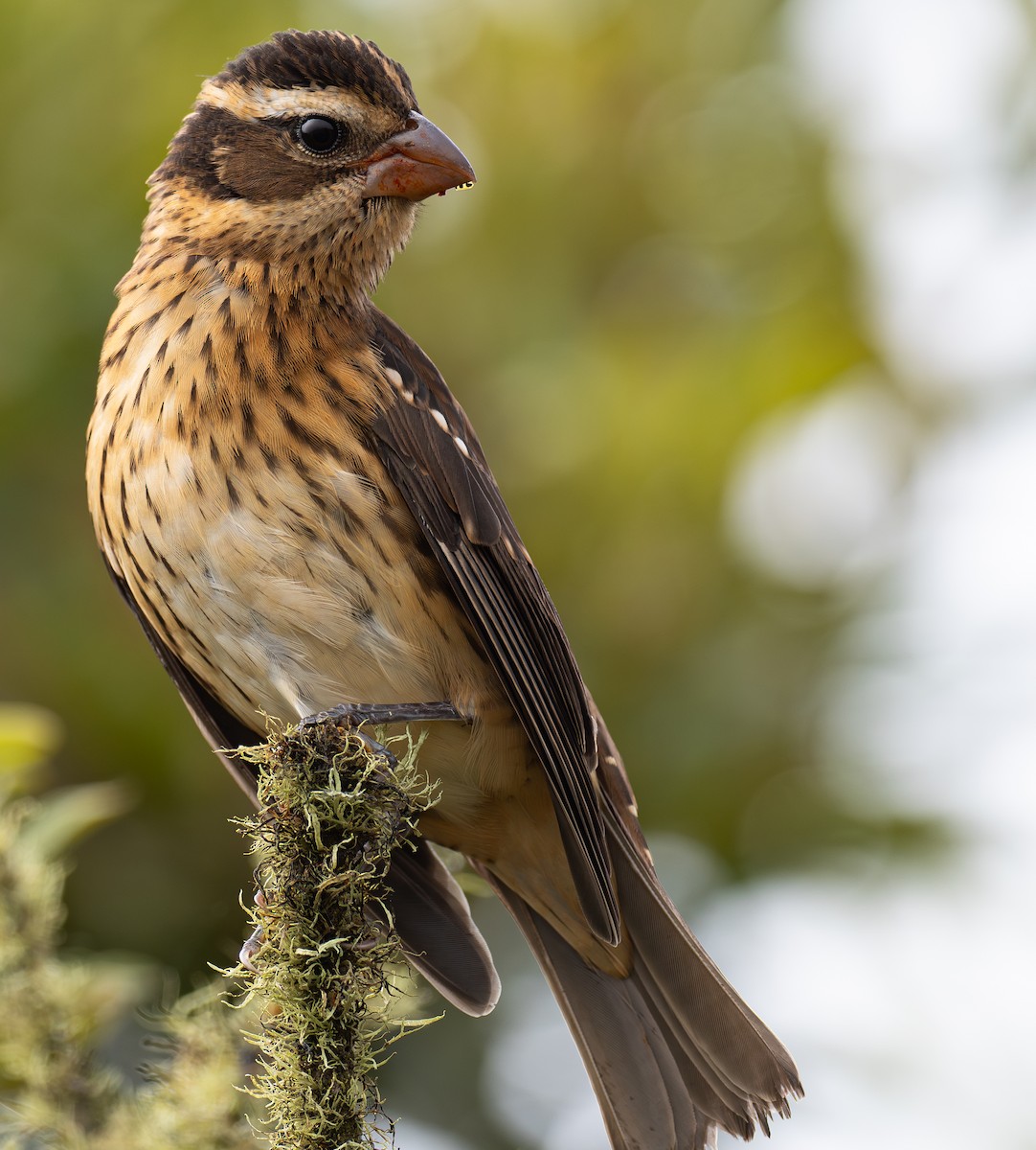 Rose-breasted Grosbeak - ML624062169