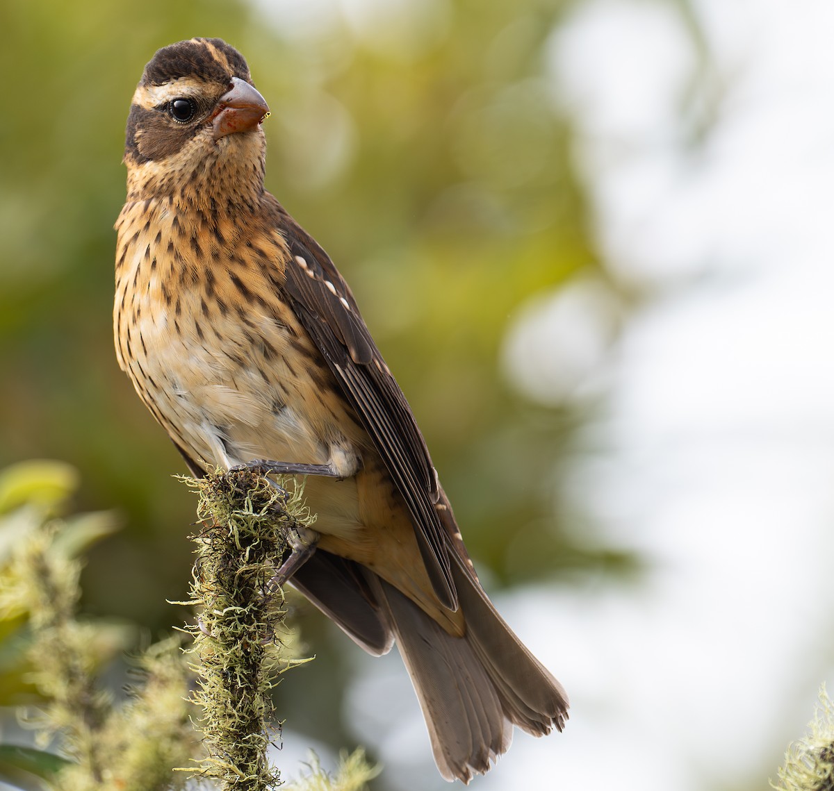 Rose-breasted Grosbeak - ML624062171