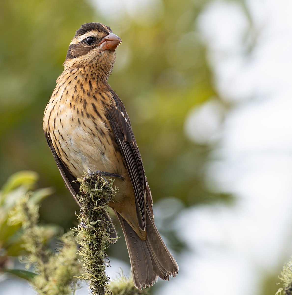 Rose-breasted Grosbeak - ML624062172