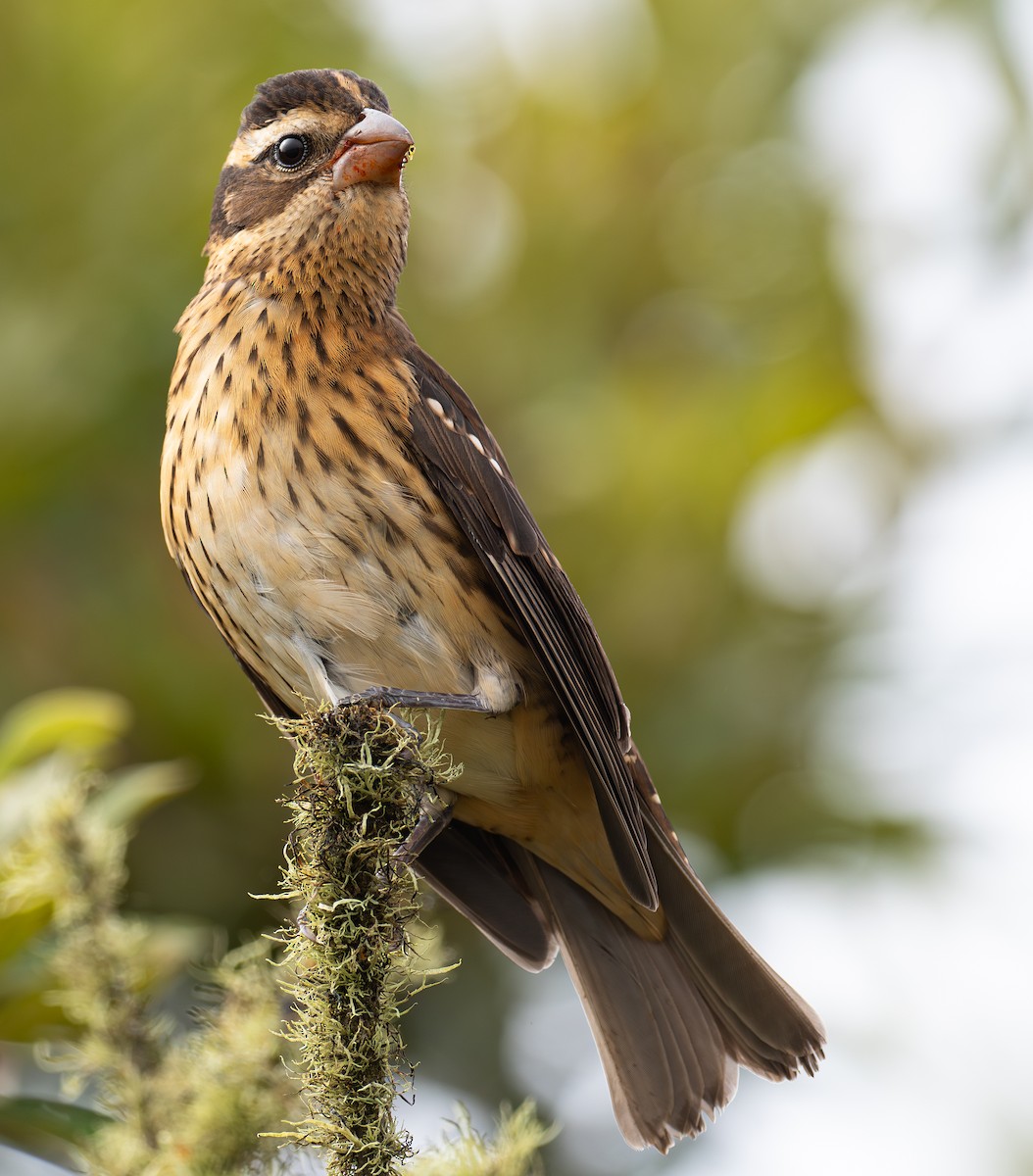 Rose-breasted Grosbeak - ML624062173