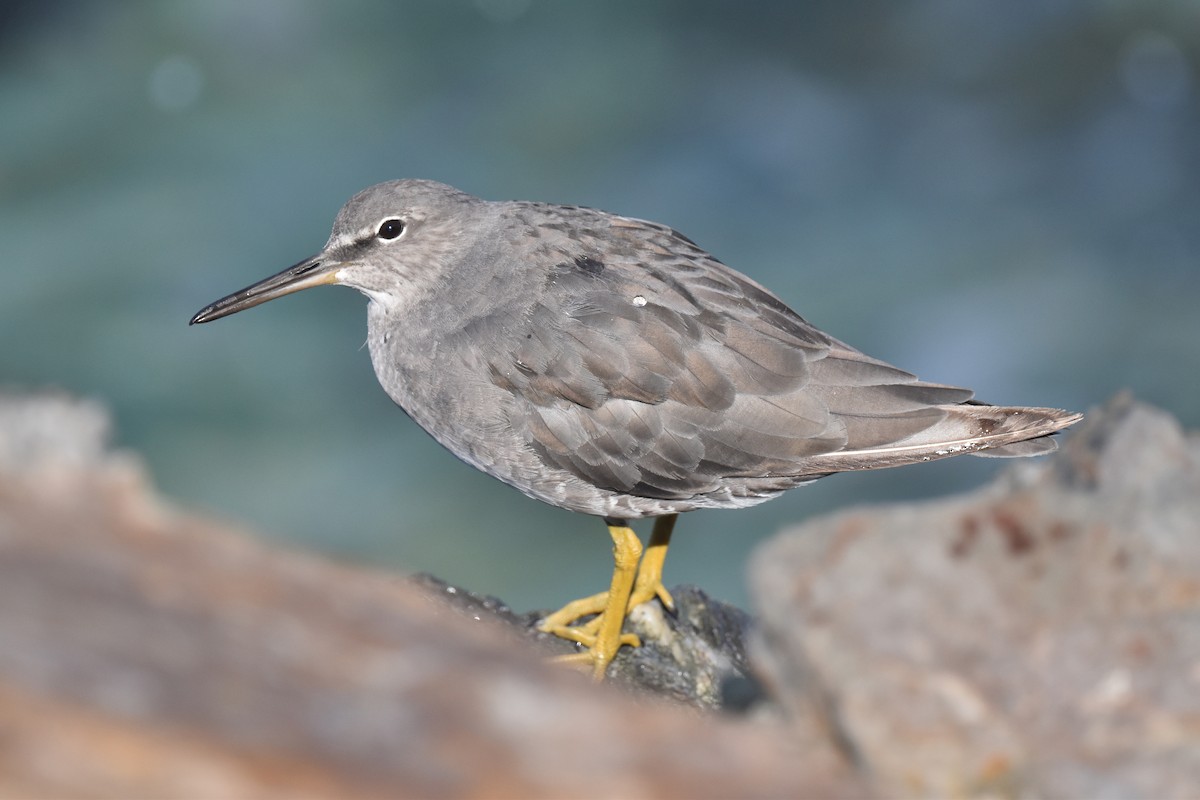 Wandering Tattler - ML624062183