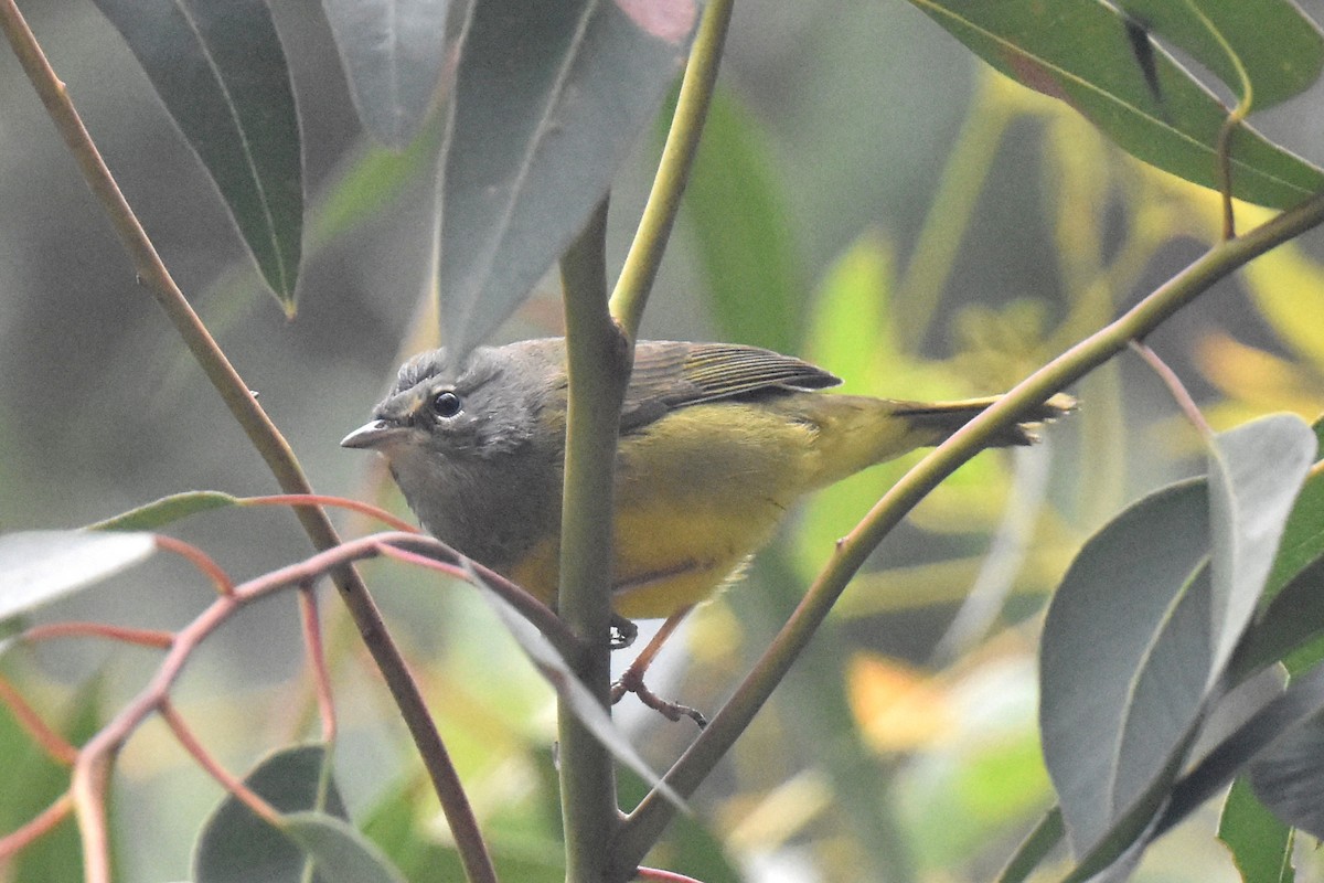 MacGillivray's Warbler - ML624062194