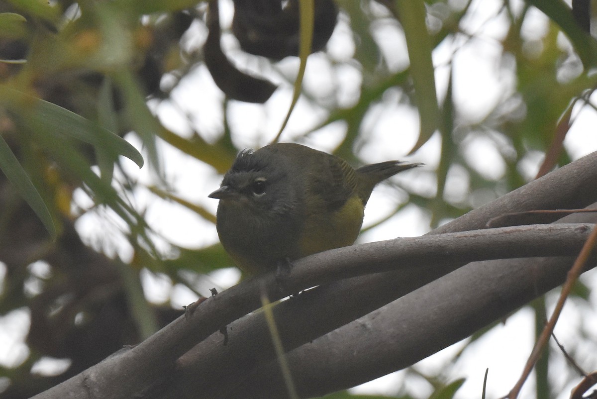 MacGillivray's Warbler - ML624062195