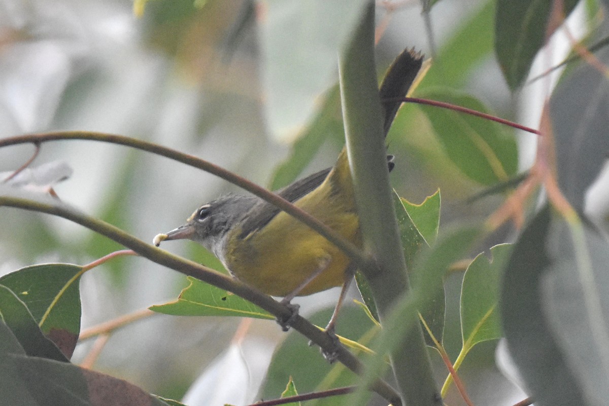 MacGillivray's Warbler - ML624062196