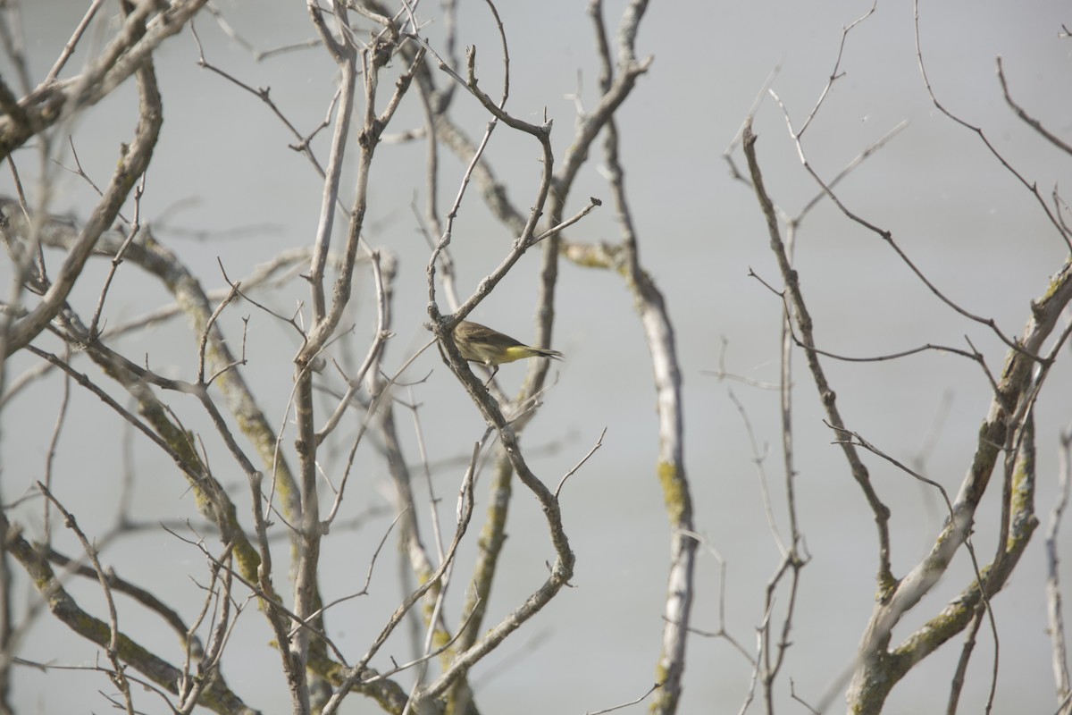 Palm Warbler - Paul Miller