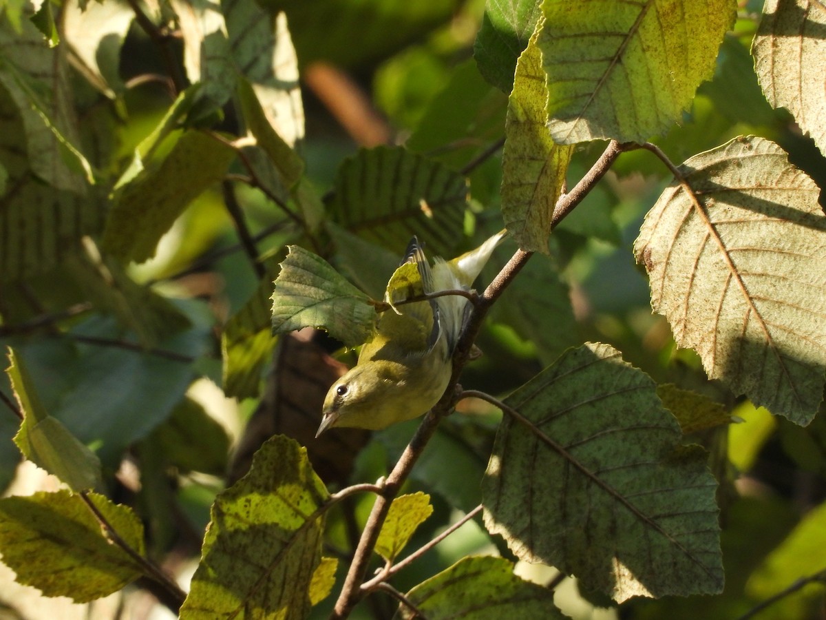 Tennessee Warbler - ML624062212