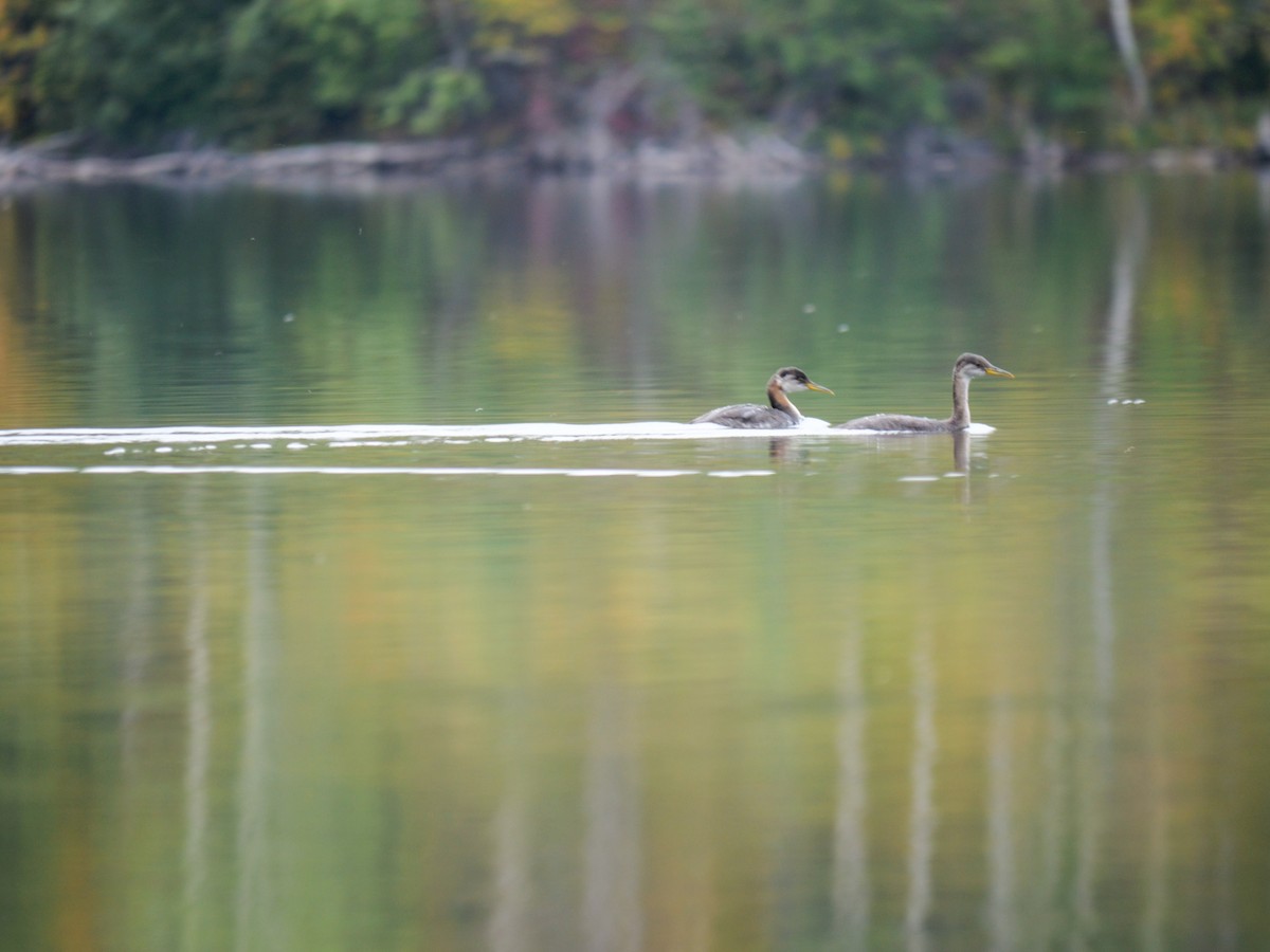 Red-necked Grebe - Larry Joseph