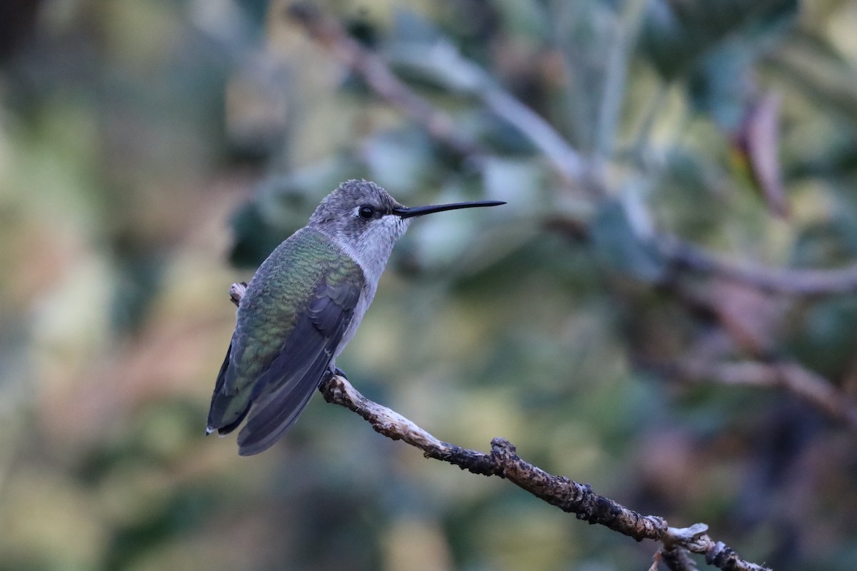 Black-chinned Hummingbird - ML624062220