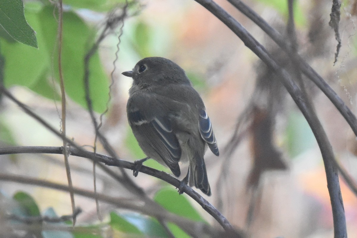 Hutton's Vireo - ML624062221